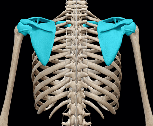 Sistema scheletrico 3D: la cintura della spalla