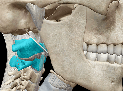 Sistema scheletrico 3D: atlante, asse e relazione atlanto-assiale
