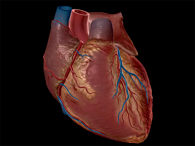 Impara l'anatomia del cuore: vasi, valvole e camere (oh mio!)