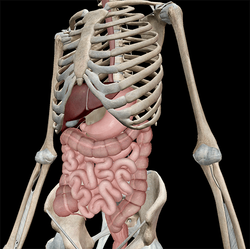 Anatomia e fisiologia: componenti principali del sistema digestivo
