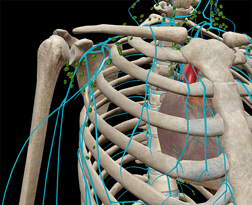 Anatomia e fisiologia: componenti principali del sistema linfatico