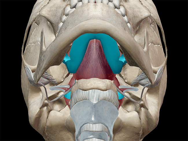 Anatomia e fisiologia: la faringe e l'epiglottide