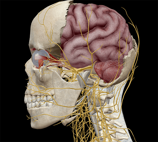 Anatomia e fisiologia: l'anatomia della visione