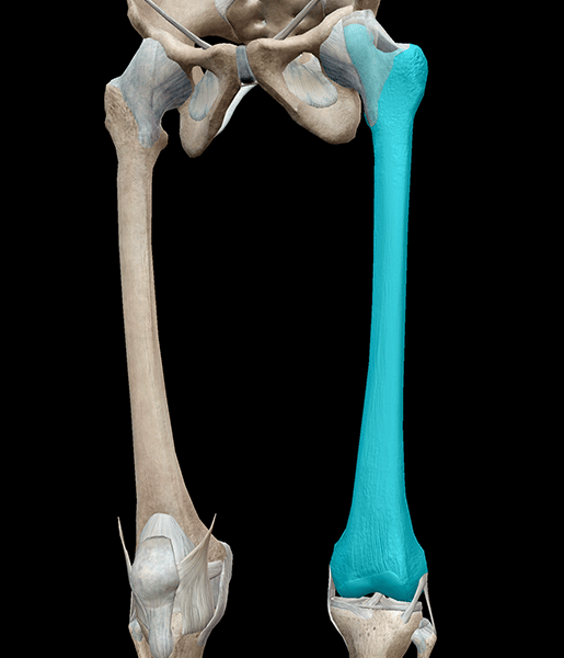 Sistema scheletrico 3D: 5 fatti fantastici sul femore