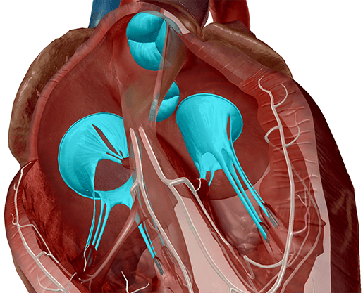 Anatomia e fisiologia: misurare il cuore umano