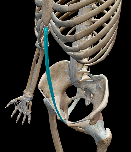 Sistema scheletrico 3D: 5 fantastici legamenti