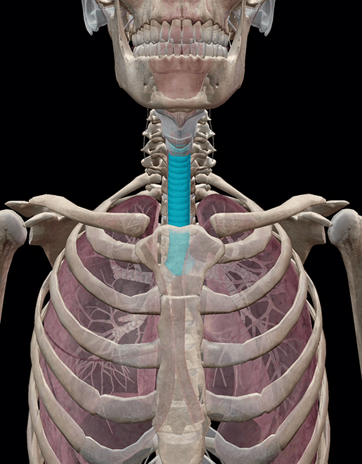 Anatomia e fisiologia del sistema respiratorio inferiore