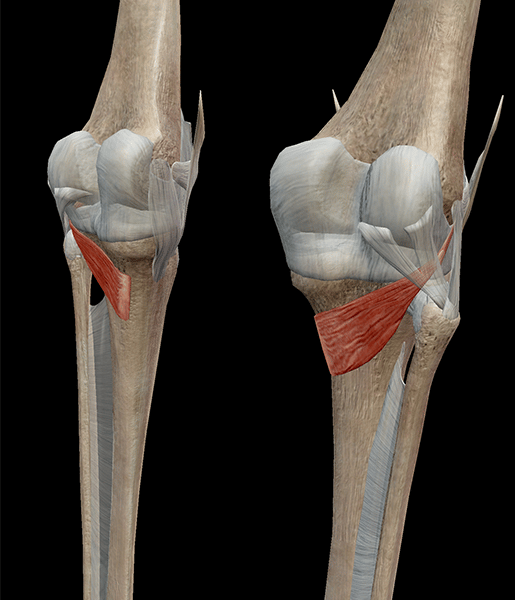 Impara l'anatomia muscolare: Popliteus