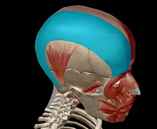 Impara l'anatomia muscolare: occipitefrontalis