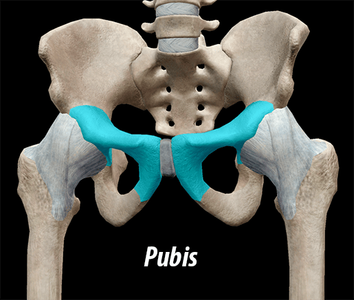 Sistema scheletrico 3D: la cintura pelvica