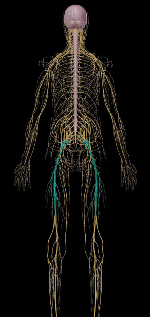 Un vero dolore nel sedere: l'anatomia e la patologia della sciatica