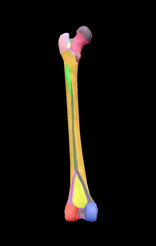 Sistema scheletrico 3D: osso compatto, osso spugnoso e osteoni - oh mio!