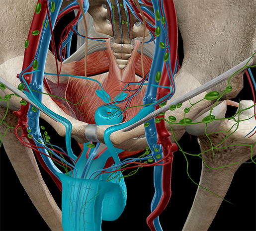 Anatomia e fisiologia: anatomia riproduttiva maschile interna