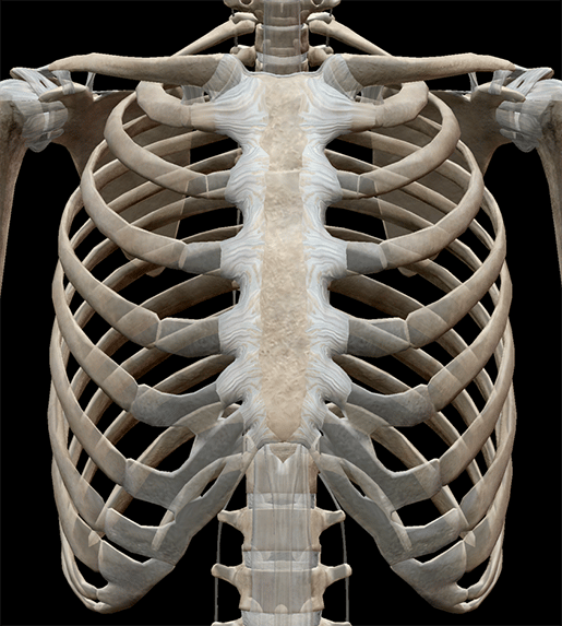 Esplorare strutture toraciche e polmonari con Anatomia umana Atlante 2020
